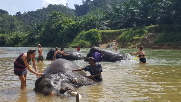 🐘 Baignade avec les Éléphants – Khao Sok