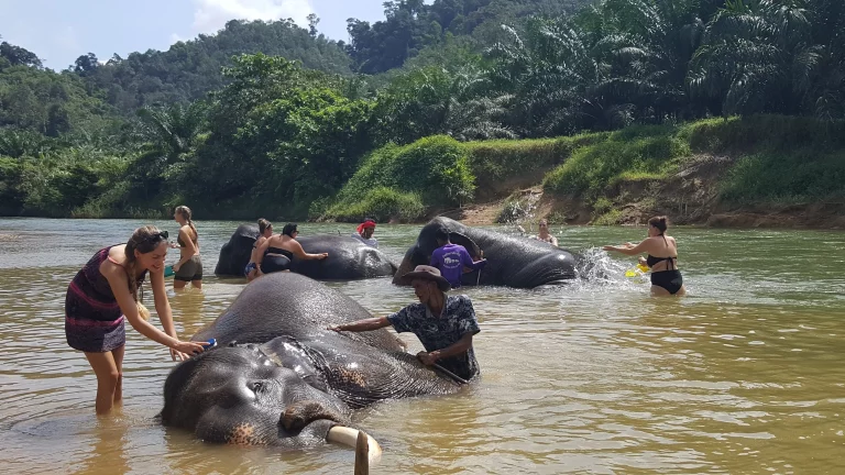 🐘 Baignade avec les Éléphants – Khao Sok