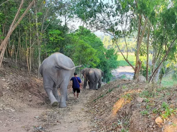 🌿 Living Green Elephant Sanctuary Chonburi – depuis Pattaya ou Bangkok – Image 4