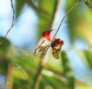 🐦 Bird Watching – Journée complète à Khao Sok