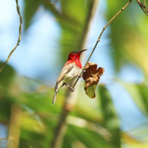 🐦 Bird Watching –  Demi - Journée  à Khao Sok