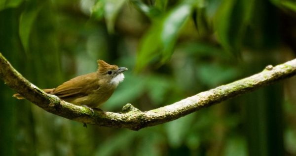🐦 Bird Watching –  Demi - Journée  à Khao Sok – Image 2