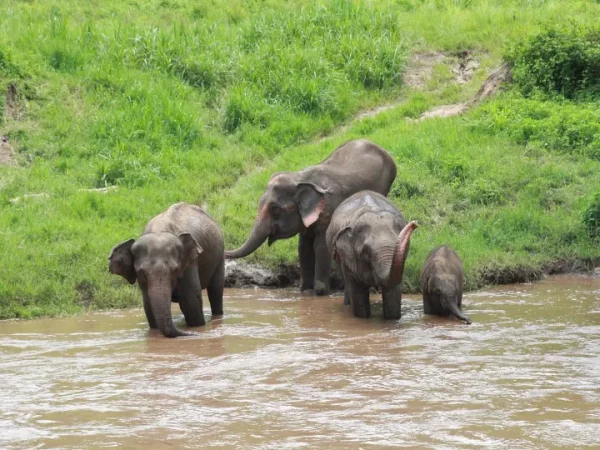 🐘 Cascade Collante + Sanctuaire d’Éléphants – Journée Éthique et Nature 💰 Prix : 1 790 THB / adulte – Image 3
