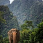 🐘 Expérience Éthique avec les Éléphants – Khao Sok