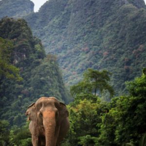 🐘 Expérience Éthique avec les Éléphants – Khao Sok