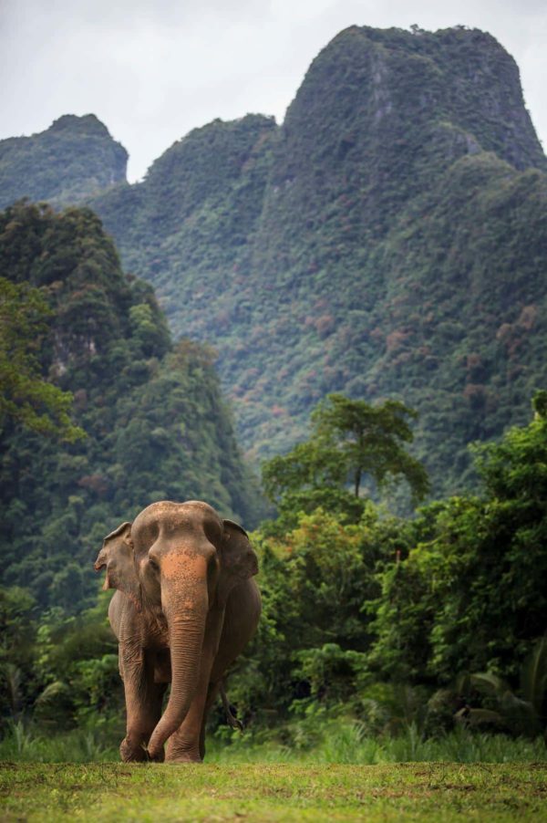 🐘 Expérience Éthique avec les Éléphants – Khao Sok