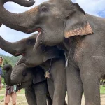 camps éléphants