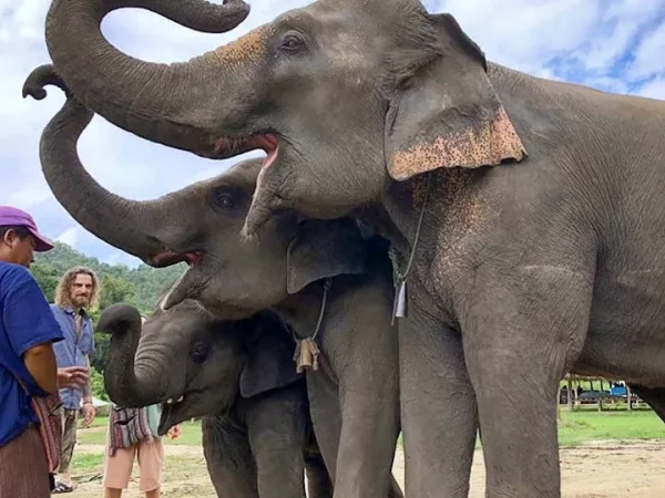 🐘🌿 Doi Inthanon, sanctuaire d’éléphants & sentier de trekking – Le meilleur circuit de Chiang Mai ! – Image 2