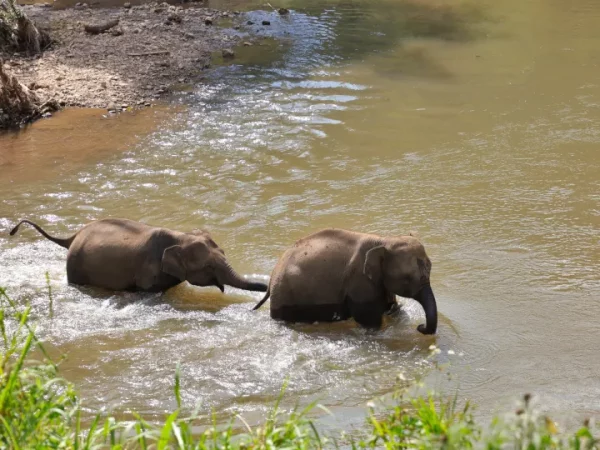 🐘🌿 Doi Inthanon, sanctuaire d’éléphants & sentier de trekking – Le meilleur circuit de Chiang Mai ! – Image 4