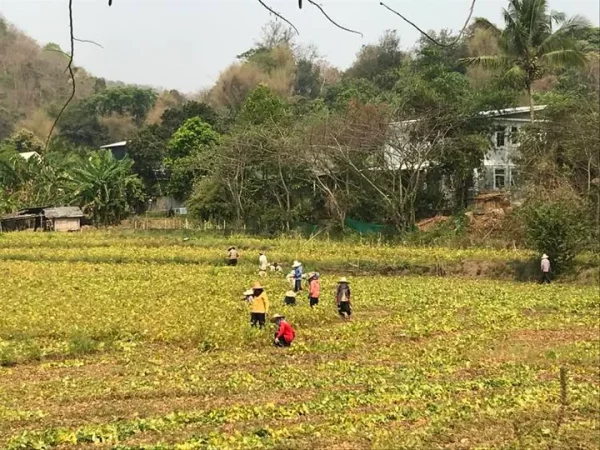 🚴‍♂️ Chiang Mai Hilly eBike Trip – Demi-journée immersive – Image 3
