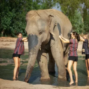 🐘 Sanctuaire de la Jungle des Éléphants – Demi-journée inoubliable à Pattaya