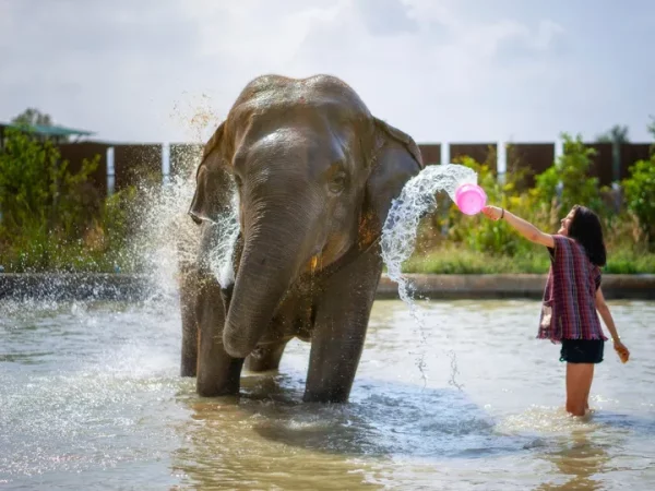 🐘 Baignade avec les Éléphants – Khao Sok – Image 2