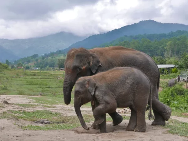 🐘🌿 Doi Inthanon, sanctuaire d’éléphants & sentier de trekking – Le meilleur circuit de Chiang Mai ! – Image 3