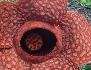 🌺 Randonnée Rafflesia – À la découverte de la plus grande fleur du monde