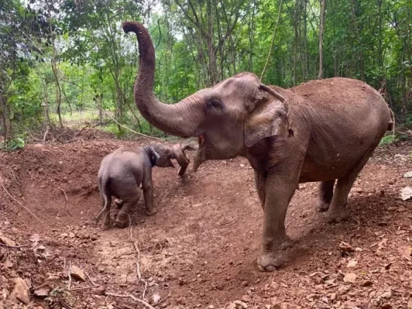 🐘 Sanctuaire d’Éléphants de Pattaya – Excursion inoubliable d’une demi-journée – Image 2