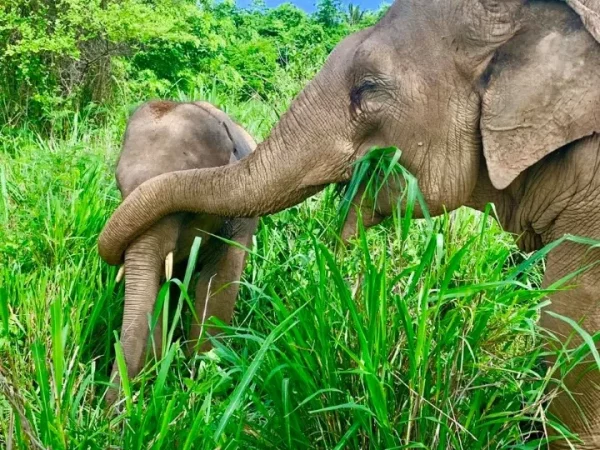 🐘 Sanctuaire d’Éléphants de Pattaya – Excursion inoubliable d’une demi-journée – Image 3