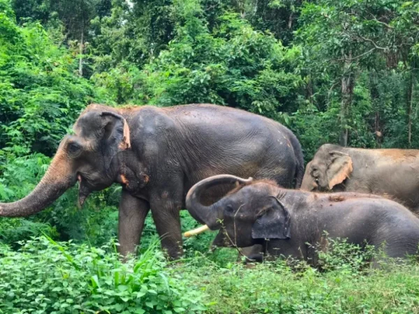 🐘 Sanctuaire d’Éléphants de Pattaya – Excursion inoubliable d’une demi-journée – Image 4