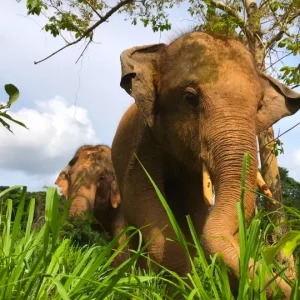 🐘 Sanctuaire d’Éléphants de Pattaya – Excursion inoubliable d’une demi-journée