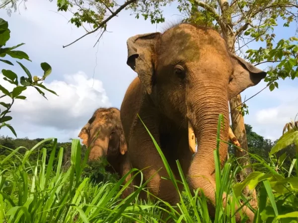🐘 Sanctuaire d’Éléphants de Pattaya – Excursion inoubliable d’une demi-journée