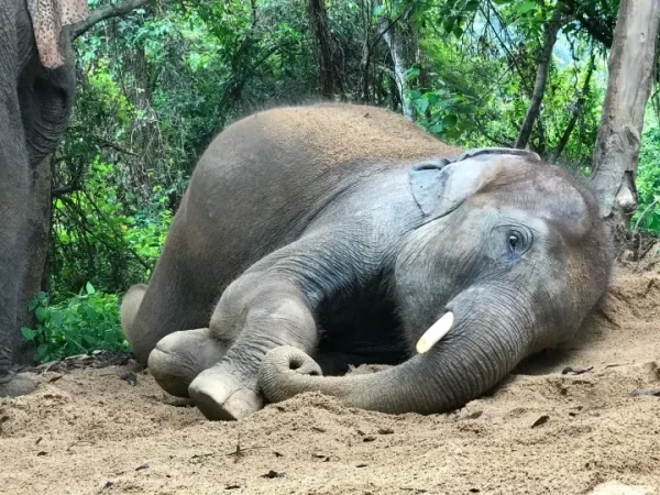 🐘 Sanctuaire d’Éléphants de Pattaya – Excursion inoubliable d’une demi-journée – Image 6
