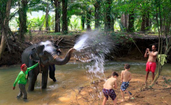 🐘 Baignade avec les Éléphants – Khao Sok – Image 3