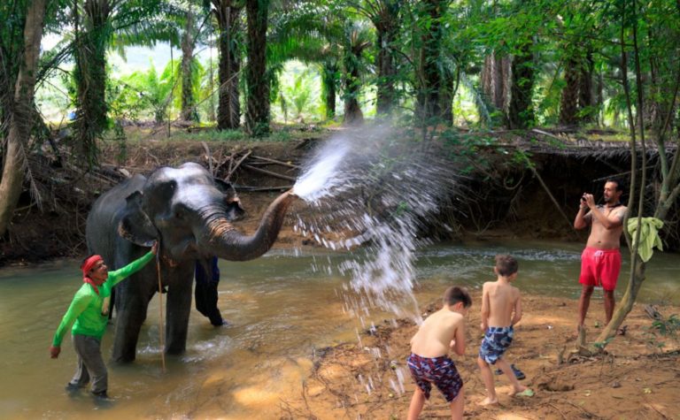 🐘 Baignade avec les Éléphants – Khao Sok - Image 3