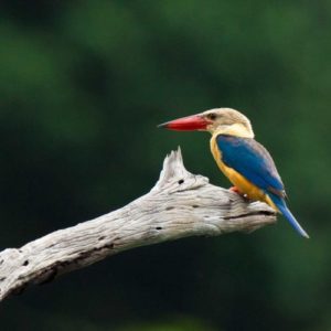 🐦 Bird Watching – Journée complète à Khao Sok – Image 4