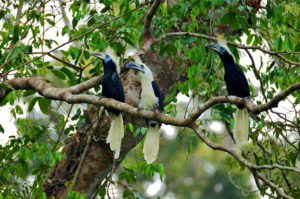 🐦 Bird Watching – Journée complète à Khao Sok – Image 3