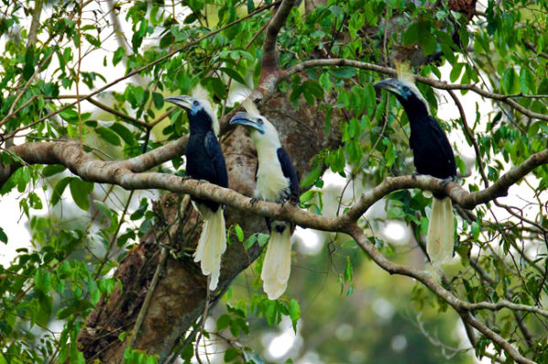 🐦 Bird Watching –  Demi - Journée  à Khao Sok – Image 3