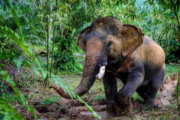 🐘 Expérience Éthique avec les Éléphants – Khao Sok - Image 4