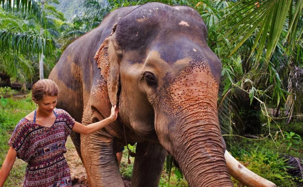 🐘 Expérience Éthique avec les Éléphants – Khao Sok - Image 3
