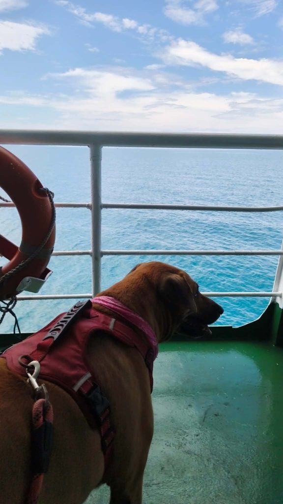 Voyager avec son chien en Thaïlande